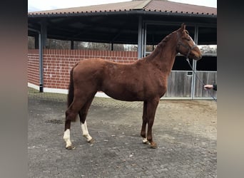 Westphalian, Stallion, 2 years, 16.1 hh, Chestnut-Red