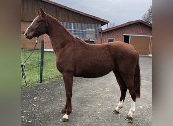 Westphalian, Stallion, 2 years, 16.1 hh, Chestnut-Red