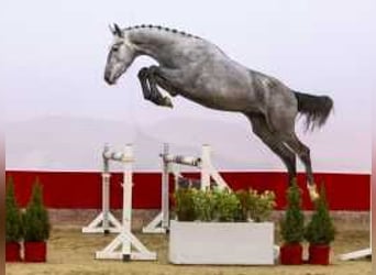 Westphalian, Stallion, 2 years, 16,1 hh, Gray