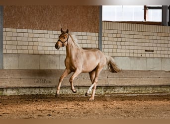 Westphalian, Stallion, 2 years, 16.1 hh, Palomino