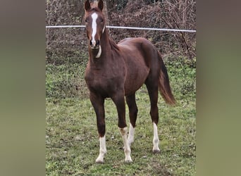 Westphalian Mix, Stallion, 2 years, 16.2 hh, Bay-Dark