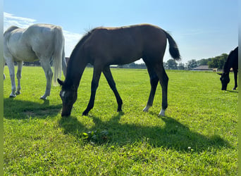 Westphalian, Stallion, 2 years, 16.2 hh, Grey