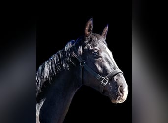 Westphalian, Stallion, 2 years, 16.3 hh, Black