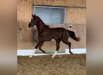 Westphalian, Stallion, 2 years, 16.3 hh, Chestnut-Red