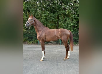 Westphalian, Stallion, 2 years, 16.3 hh, Chestnut-Red