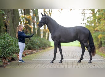 Westphalian, Stallion, 2 years, 16 hh, Black