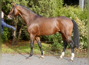 Westphalian, Stallion, 2 years, 16 hh, Brown