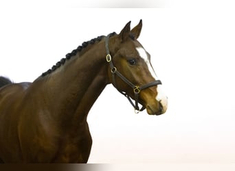 Westphalian, Stallion, 2 years, 16 hh, Brown