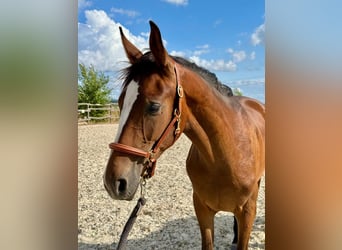 Westphalian, Stallion, 2 years, 16 hh, Brown