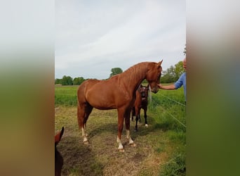 Westphalian, Stallion, 2 years, 16 hh, Chestnut