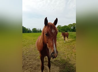 Westphalian, Stallion, 2 years, 16 hh, Chestnut