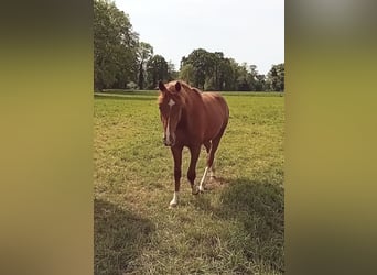 Westphalian, Stallion, 2 years, 16 hh, Chestnut