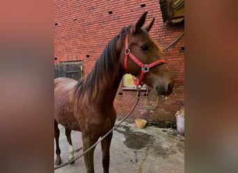 Westphalian, Stallion, 2 years, 16 hh, Chestnut