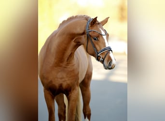 Westphalian, Stallion, 2 years, 16 hh, Chestnut-Red