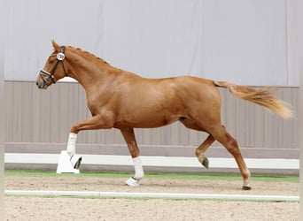 Westphalian, Stallion, 2 years, 16 hh, Chestnut-Red