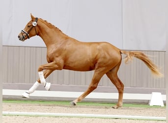 Westphalian, Stallion, 2 years, 16 hh, Chestnut-Red