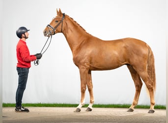 Westphalian, Stallion, 2 years, 16 hh, Chestnut-Red