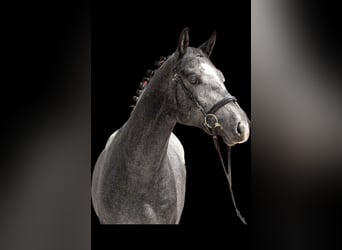 Westphalian, Stallion, 2 years, 16 hh, Gray-Dapple