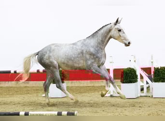 Westphalian, Stallion, 2 years, 16 hh, Grey