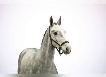Westphalian, Stallion, 2 years, 16 hh, Grey
