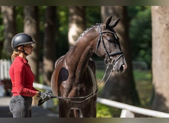 Westphalian, Stallion, 2 years, 16,1 hh, Black