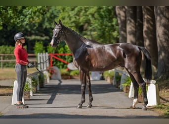 Westphalian, Stallion, 2 years, 16,1 hh, Black