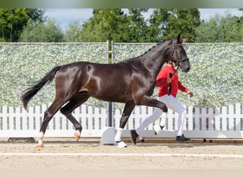 Westphalian, Stallion, 2 years, 16,1 hh, Black