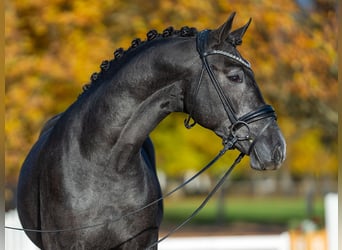Westphalian, Stallion, 2 years, 16,1 hh, Can be white