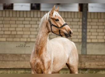 Westphalian, Stallion, 2 years, 16,1 hh, Palomino