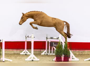 Westphalian, Stallion, 2 years, 16,1 hh