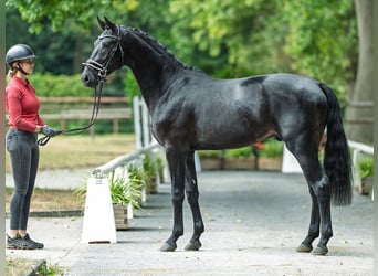 Westphalian, Stallion, 2 years, 16,1 hh, Smoky-Black