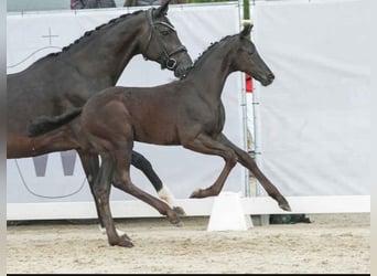 Westphalian, Stallion, 2 years, 16,2 hh, Black