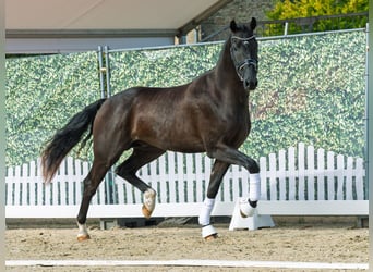 Westphalian, Stallion, 2 years, 16,2 hh, Black