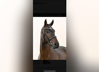 Westphalian, Stallion, 2 years, 16,2 hh, Smoky-Black