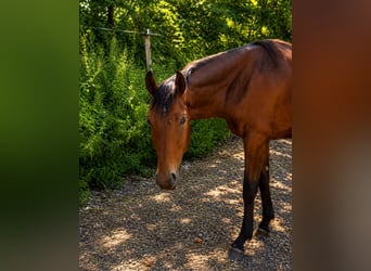 Westphalian, Stallion, 2 years, 17 hh, Brown