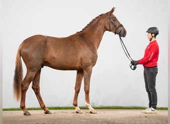 Westphalian, Stallion, 2 years, 17 hh, Chestnut