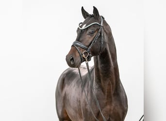 Westphalian, Stallion, 2 years, Bay-Dark