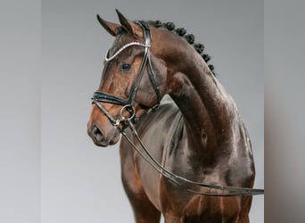 Westphalian, Stallion, 2 years, Bay-Dark