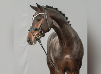 Westphalian, Stallion, 2 years, Bay-Dark