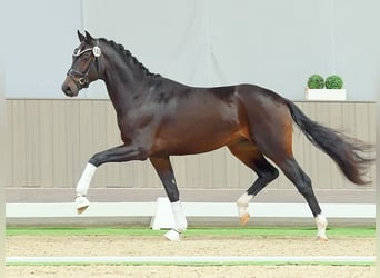 Westphalian, Stallion, 2 years, Bay-Dark