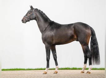 Westphalian, Stallion, 2 years, Bay-Dark