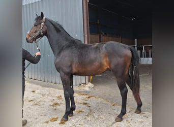 Westphalian, Stallion, 2 years, Bay-Dark