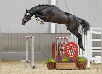 Westphalian, Stallion, 2 years, Bay-Dark