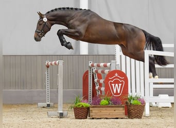 Westphalian, Stallion, 2 years, Bay-Dark