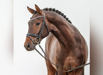 Westphalian, Stallion, 2 years, Bay-Dark