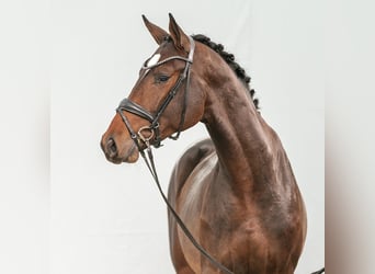 Westphalian, Stallion, 2 years, Bay-Dark