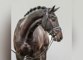 Westphalian, Stallion, 2 years, Bay-Dark