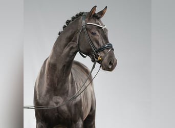 Westphalian, Stallion, 2 years, Black