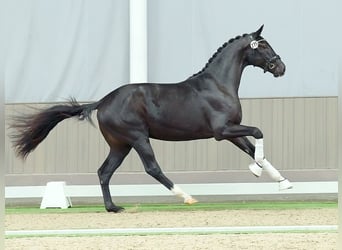 Westphalian, Stallion, 2 years, Black