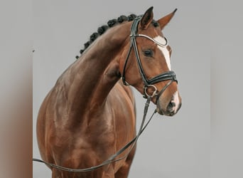 Westphalian, Stallion, 2 years, Brown